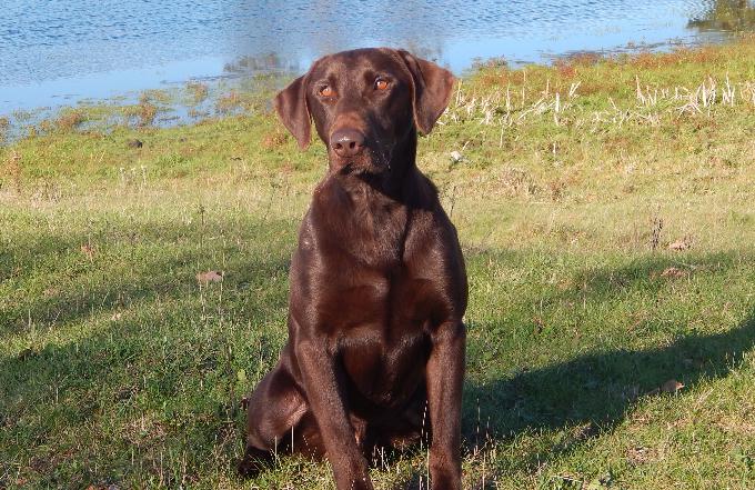 are labrador retrievers bird dogs